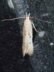 Isophrictis trimaculella