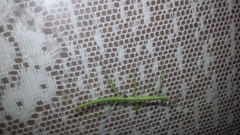 Pseudosermyle tridens