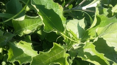 Pseudosermyle tridens