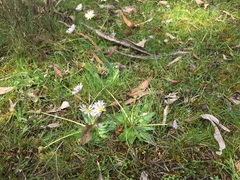 Brachyscome decipiens