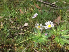 Brachyscome decipiens