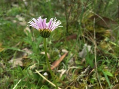 Brachyscome decipiens