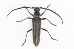 Aneflus obscurus