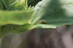 Zygogramma exclamationis