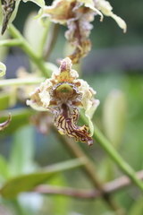 Dendrobium spectabile