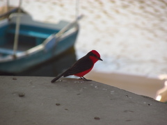 Pyrocephalus rubinus