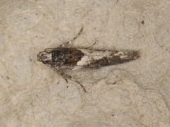 Telphusa sedulitella