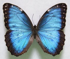 Morpho helenor narcissus