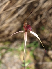 Caladenia robinsonii