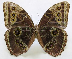 Morpho helenor narcissus