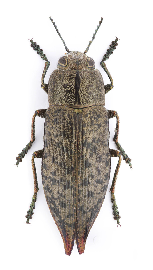 Eastern Poplar Buprestid Beetle