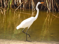 Ardea alba
