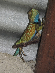 Sceloporus internasalis