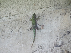 Sceloporus internasalis