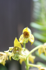 Dendrobium macrophyllum