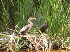 Nannopterum brasilianum