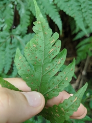 Tectaria gaudichaudii
