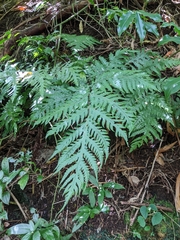 Tectaria gaudichaudii