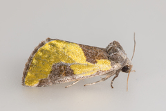 Chalcopasta fulgens