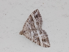 Chrysolarentia subrectaria