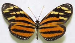 Eueides isabella eva