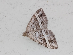 Chrysolarentia subrectaria