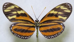 Eueides isabella eva