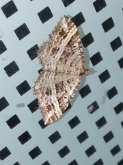 Chrysolarentia subrectaria