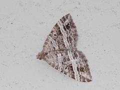 Chrysolarentia subrectaria