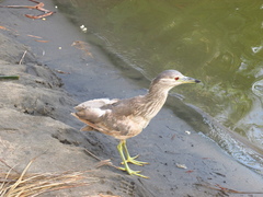 Nycticorax nycticorax