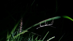 Pseudosermyle tridens