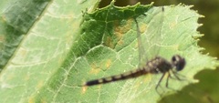 Erythrodiplax minuscula