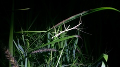 Pseudosermyle tridens