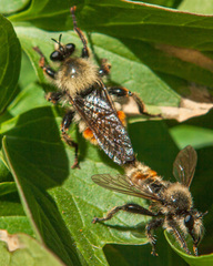 Laphria fernaldi