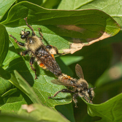 Laphria fernaldi