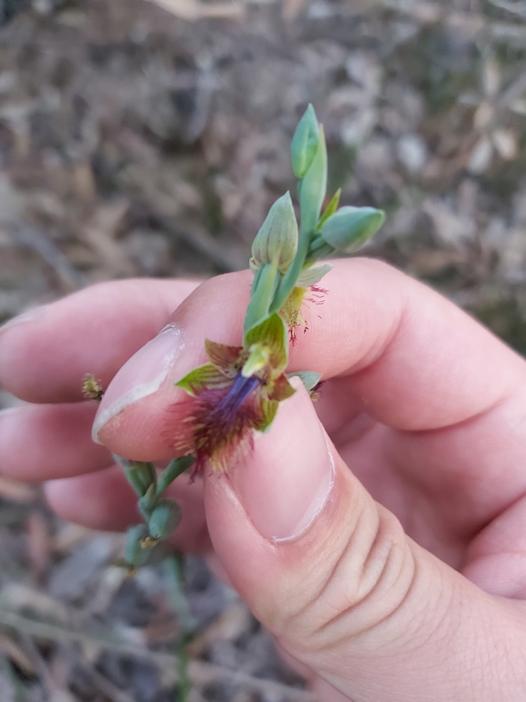 Calochilus campestris