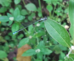 Aciagrion occidentale