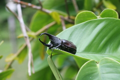 Xylotrupes macleayi szekessyi