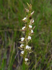 Prasophyllum australe