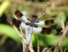 Plathemis subornata