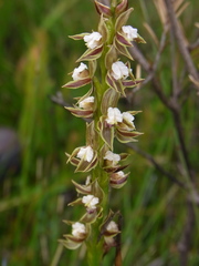 Prasophyllum australe