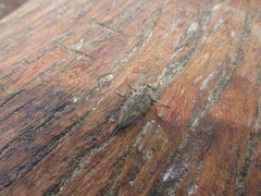 Chrysobothris acutipennis