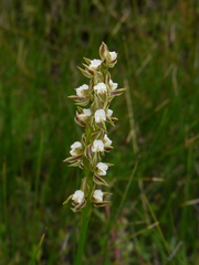 Prasophyllum australe