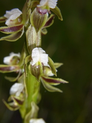 Prasophyllum australe