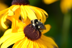 Bombus bifarius