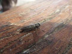 Chrysobothris acutipennis