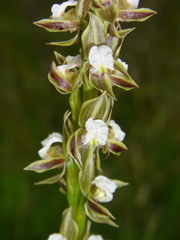 Prasophyllum australe