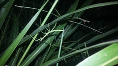 Pseudosermyle tridens