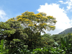 Senna multijuga doylei