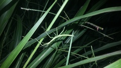 Pseudosermyle tridens